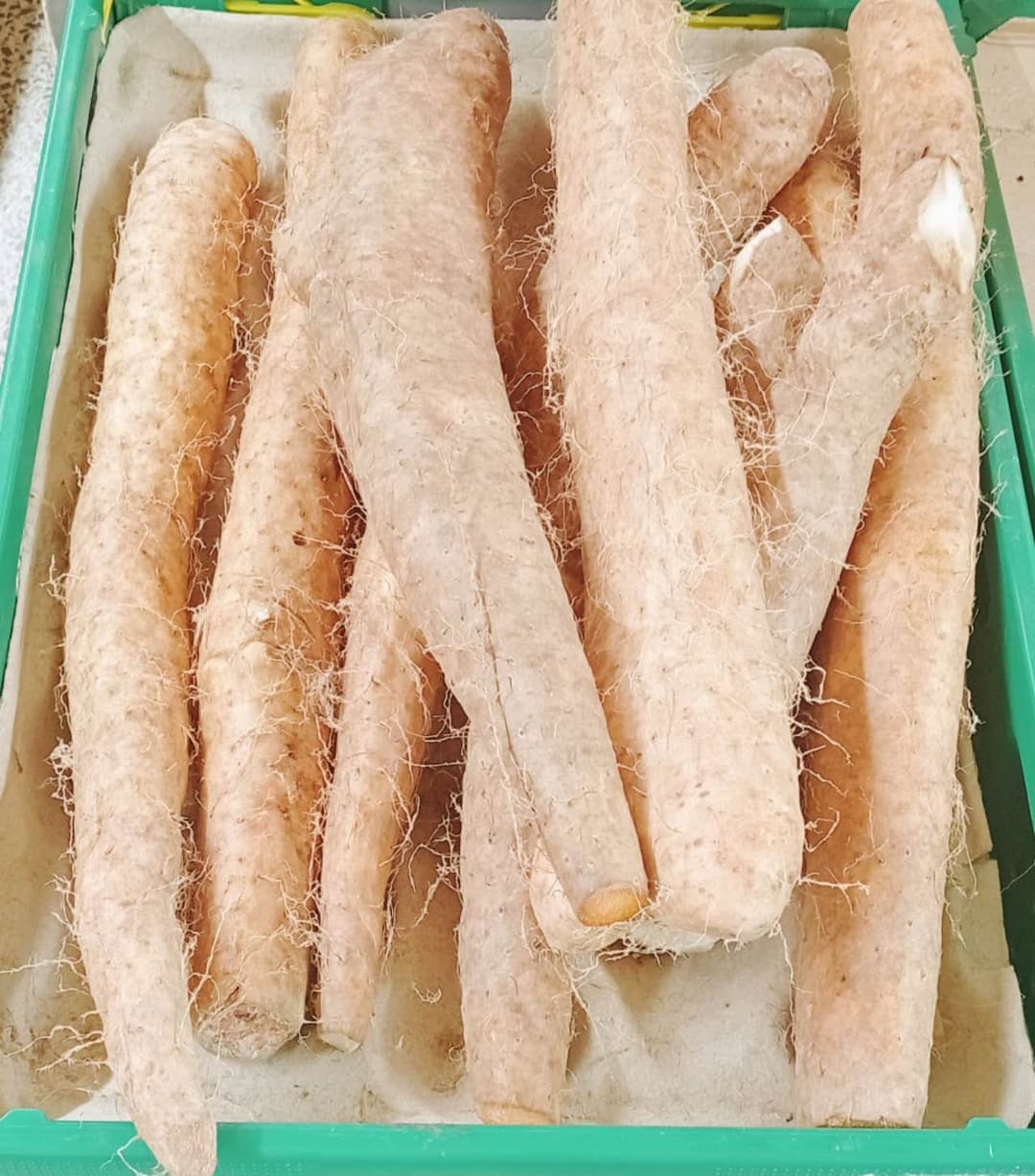 Chinese Yam