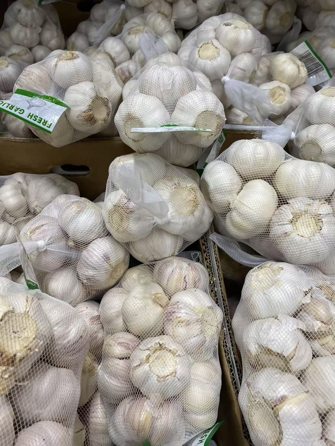 Garlic