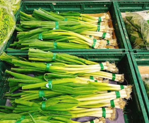 Spring Onion
