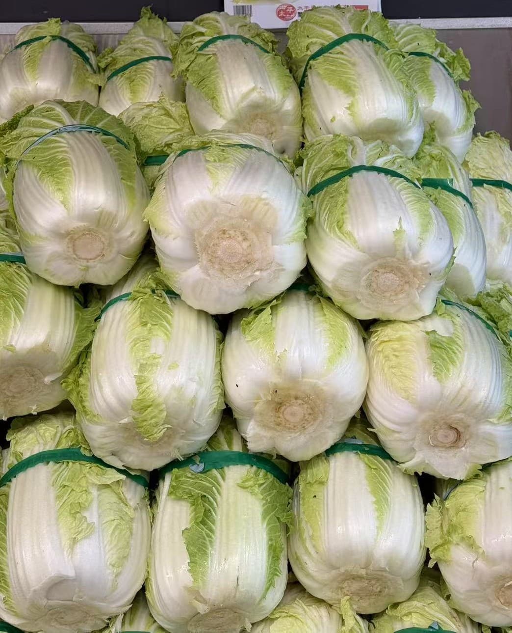 Chinese Cabbage
